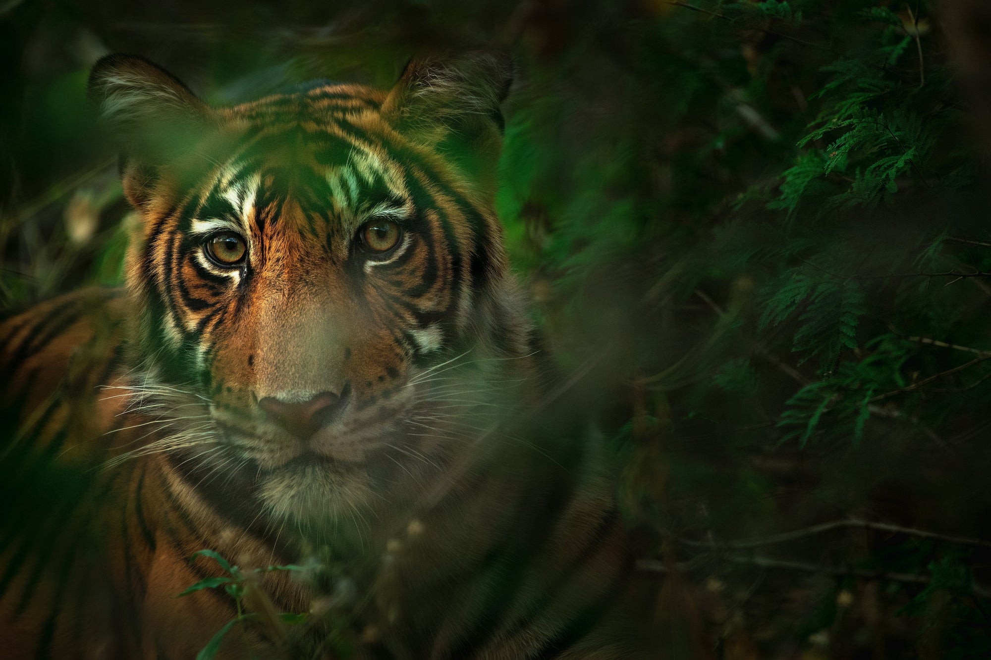 The Tiger.